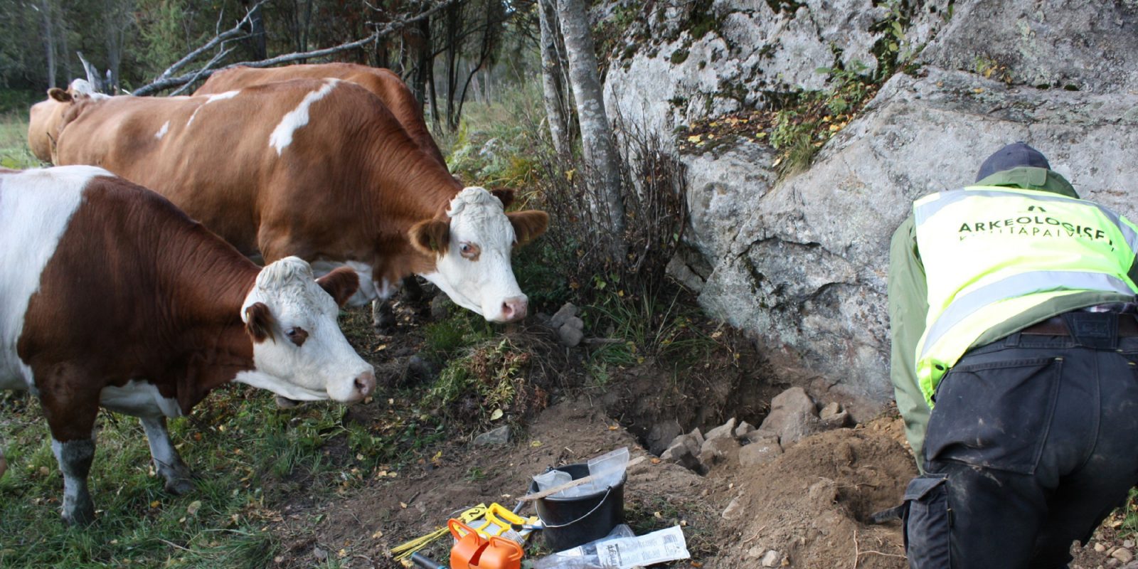 Uteliaat lehmät. Kuvaaja: Simo Vanhatalo. Objektinumero: AKDG2381_42 Uteliaat lehmät. Kuvaaja: Simo Vanhatalo. Objektinumero: AKDG2381_42