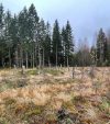 Heinää kasvava hakkuuaukea, josta erottuu korkeita kantoja. Taustalla hakkaamattomia kuusia.. Kuvaaja: Jouni Taivainen, Museovirasto.