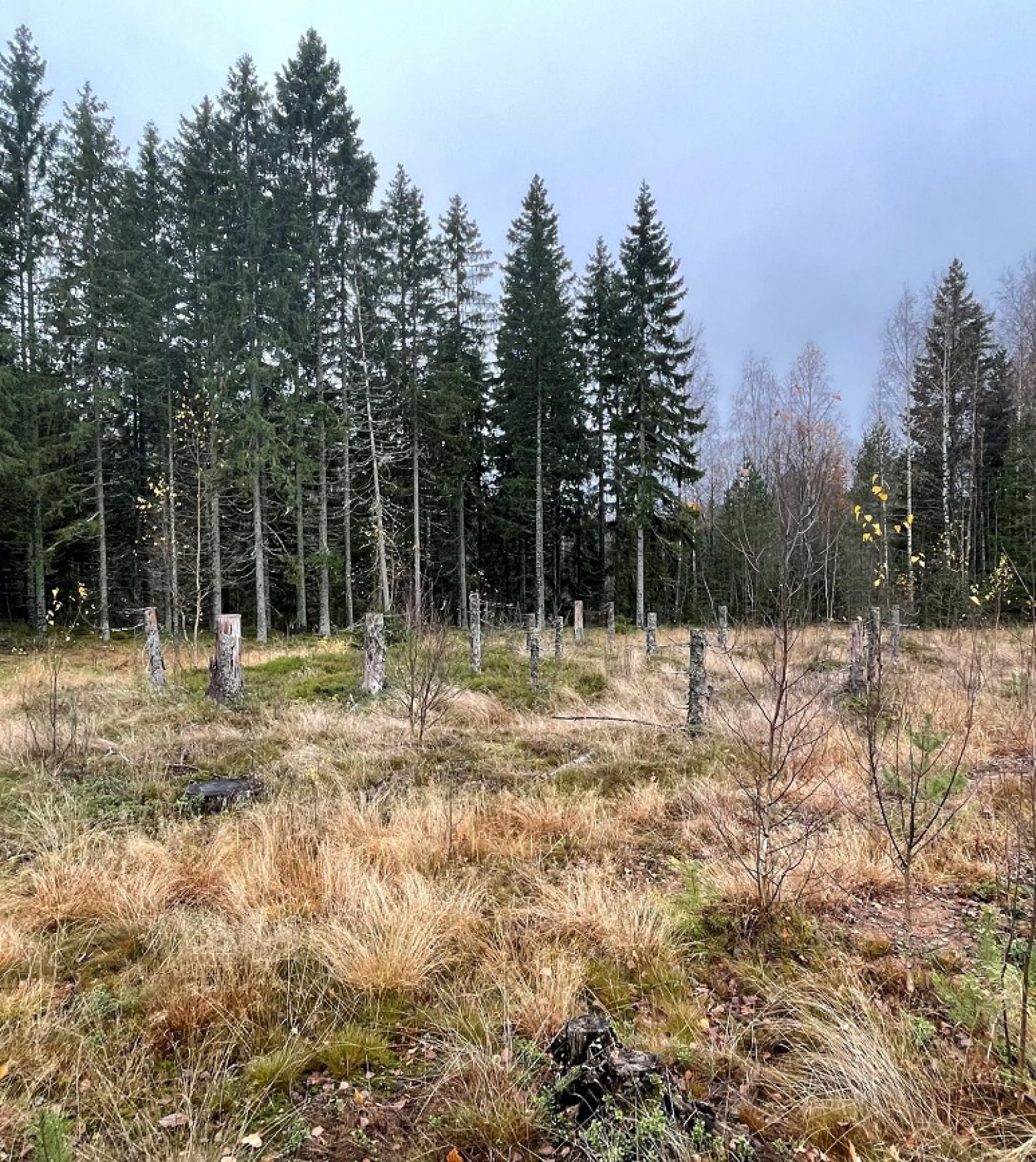 Heinää kasvava hakkuuaukea, josta erottuu korkeita kantoja. Taustalla hakkaamattomia kuusia.. Kuvaaja: Jouni Taivainen, Museovirasto. Heinää kasvava hakkuuaukea, josta erottuu korkeita kantoja. Taustalla hakkaamattomia kuusia.. Kuvaaja: Jouni Taivainen, Museovirasto.
