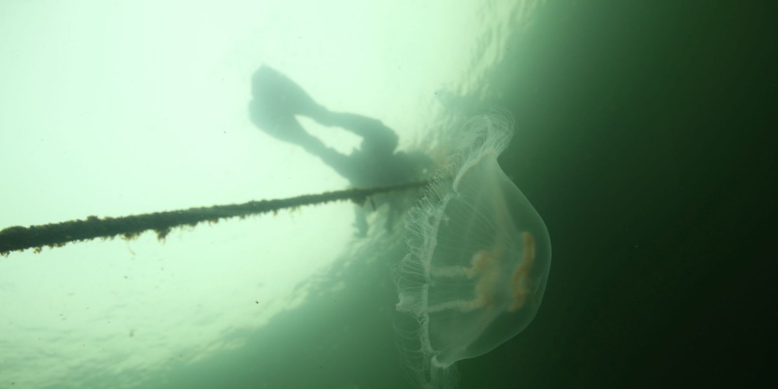 A diver and a jellyfish at Haunsuoli underwater park. Kuvaaja: Jesse Jokinen