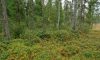 Riemuntaipaleenkankaan tervahauta, Pudasjärvi. Kuvaaja: Piritta Häkälä. Objektinumero: AKDG2517:1L