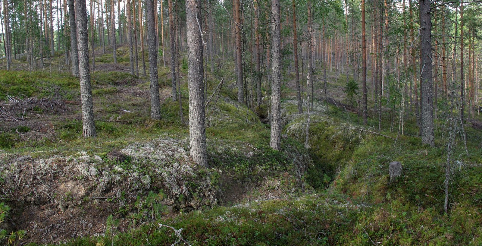 Taisteluhautaa, Lieksa Viisikko. Kuvaaja: Tiina Mikkanen Taisteluhautaa, Lieksa Viisikko. Kuvaaja: Tiina Mikkanen