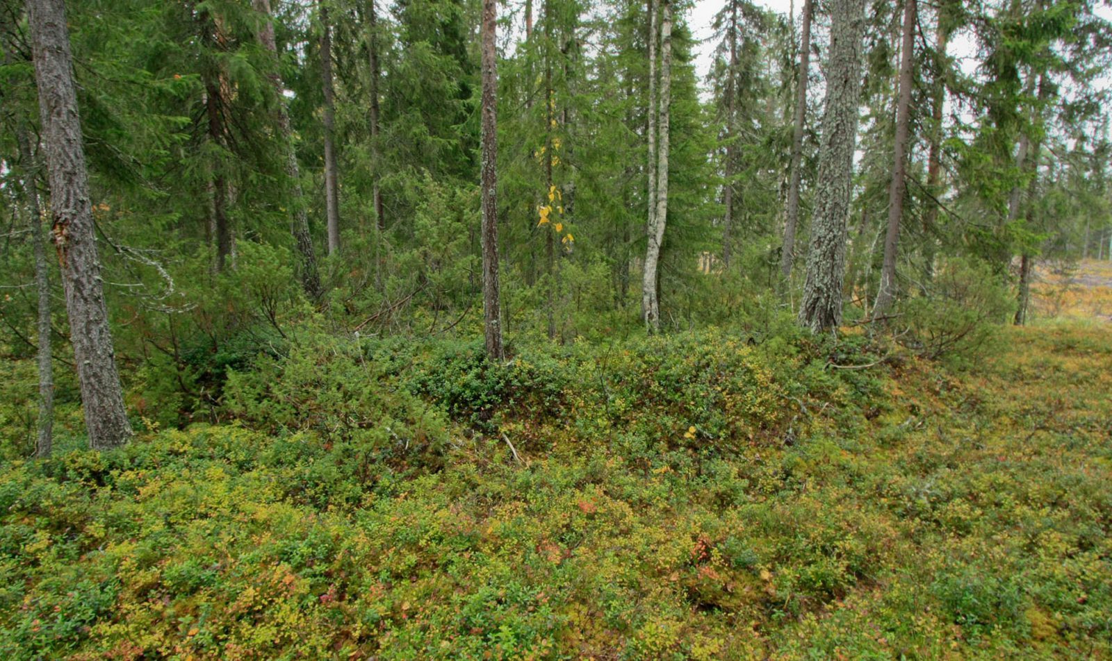 Riemuntaipaleenkankaan tervahauta, Pudasjärvi. Kuvaaja: Piritta Häkälä. Objektinumero: AKDG2517:1L Riemuntaipaleenkankaan tervahauta, Pudasjärvi. Kuvaaja: Piritta Häkälä. Objektinumero: AKDG2517:1L