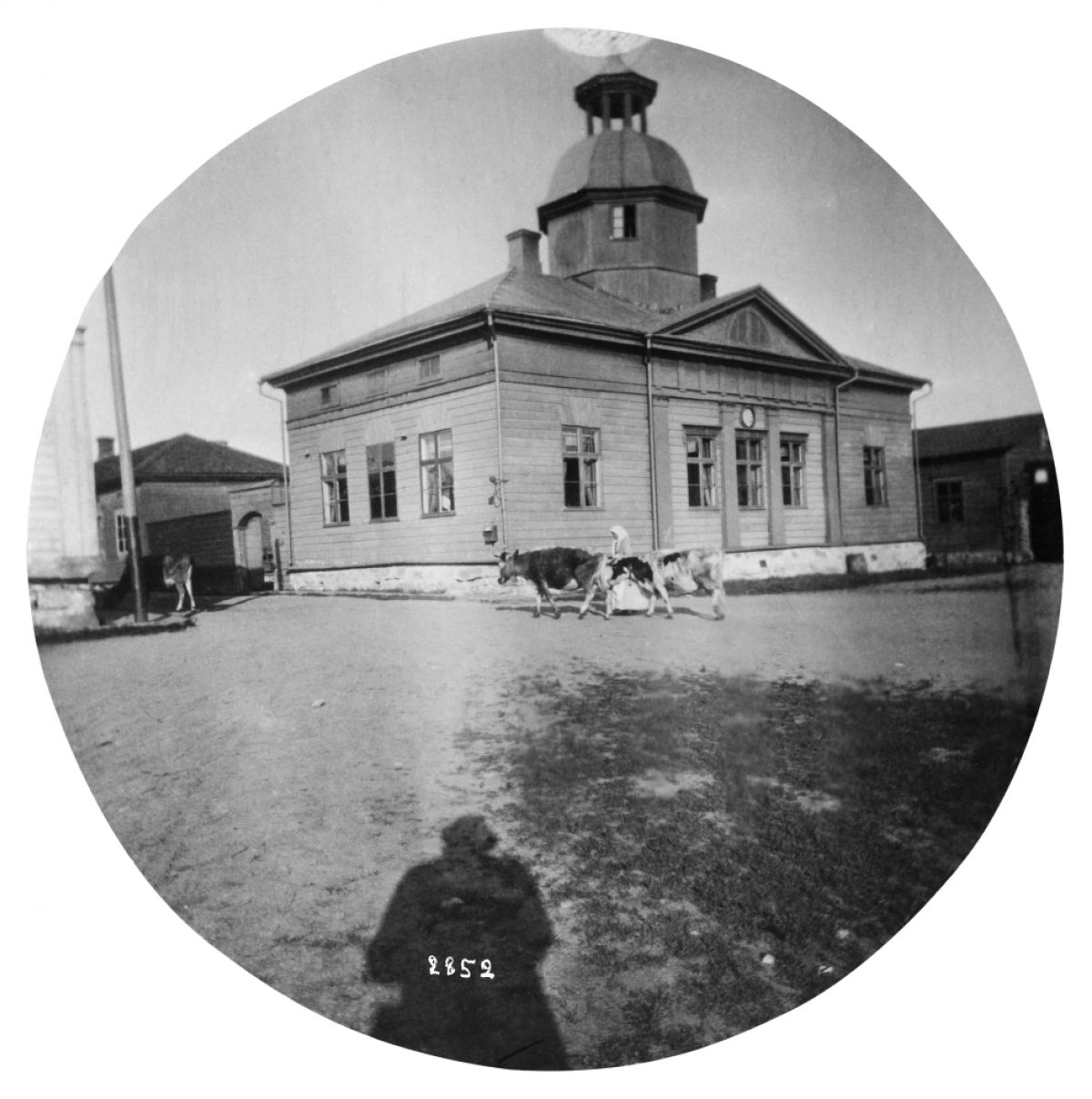 A wife herding cows at Kajaani Town Hall Square in 1894. Photo digitised from a glass plate negative. Photo: Louis Sparre / Kaleva / Press Photo Archive JOKA / Finnish Heritage Agency
