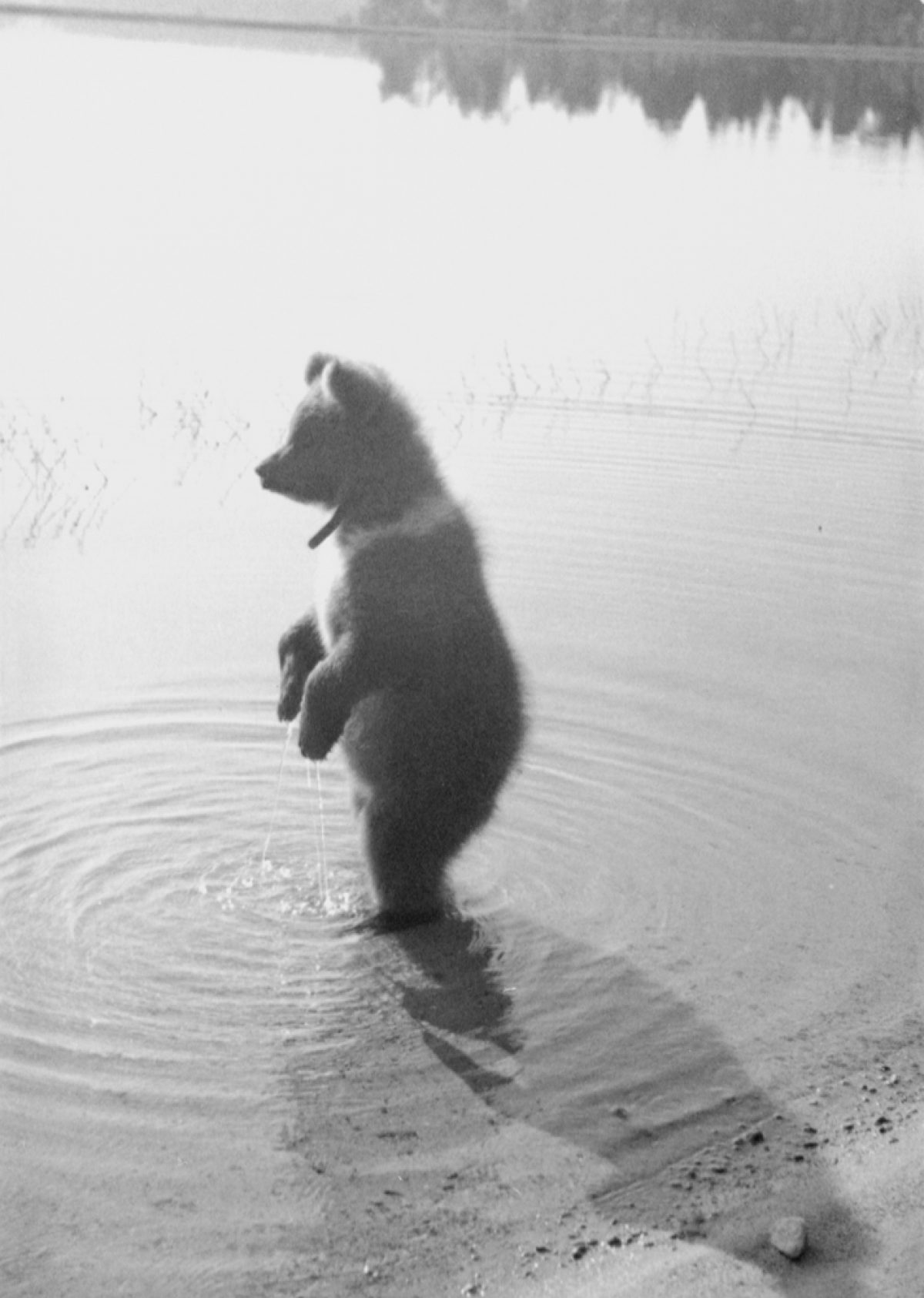 Mesikkä aamupesulla Novinka-järvessä kesällä 1944. Kuva: Pauli Jänis / Museoviraston Kuvakokoelmat